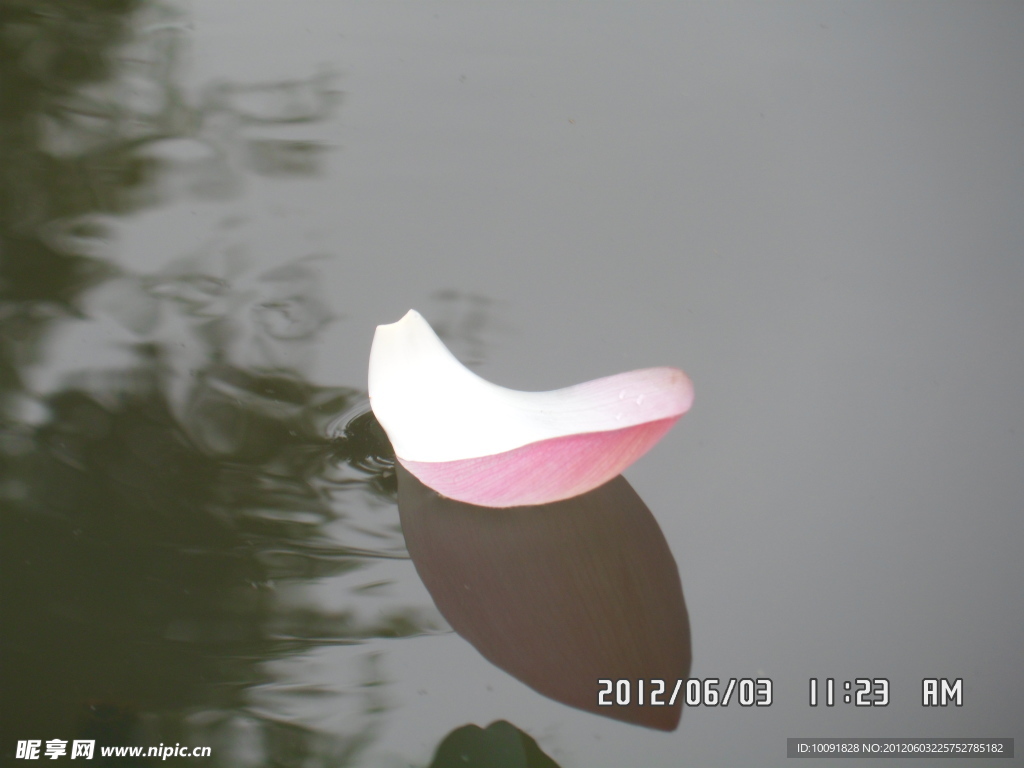 花瓣