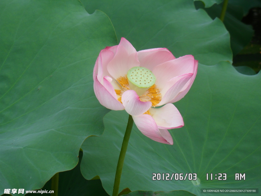 荷花