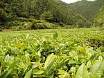 茶叶近拍