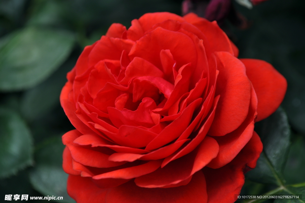 月季花