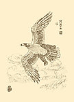 白描鹰