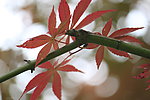 红枫叶