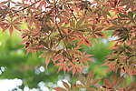 红枫叶