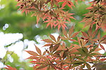 红枫叶