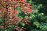 红枫叶