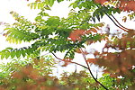 红枫叶