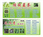 绞股蓝茶 毛冬青