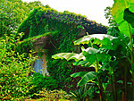 爬山虎