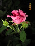 玫瑰花苞