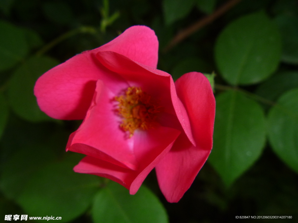 花 鲜花 月季花
