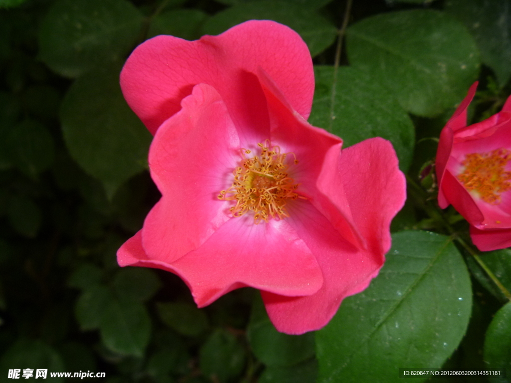 花 鲜花 月季花