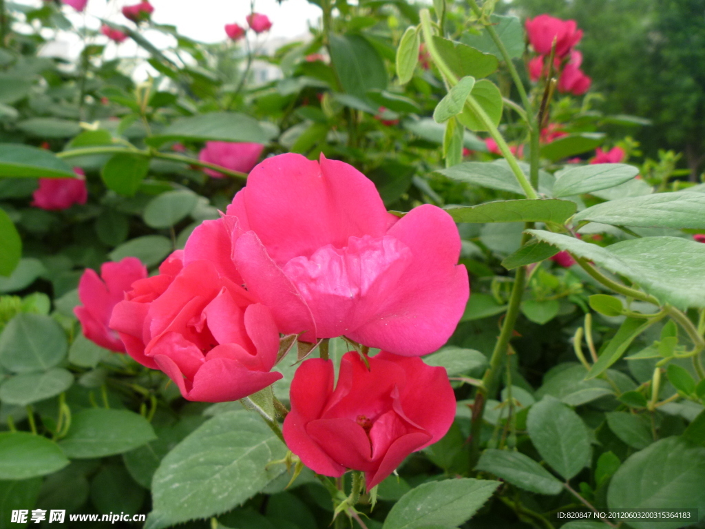 花 鲜花 月季花