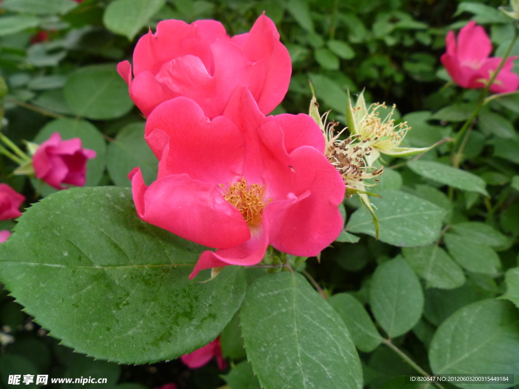 花 鲜花 月季花