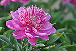 芍药花