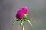 芍药花