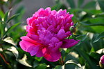芍药花