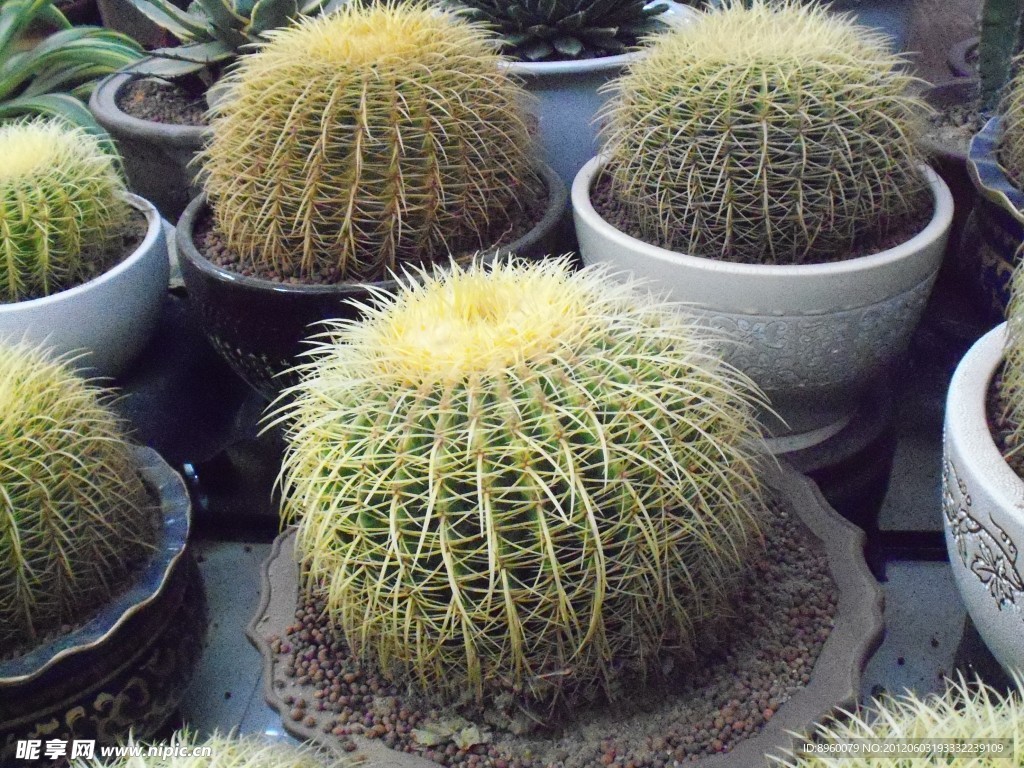 仙人球