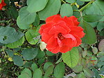 月季花
