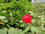 月季花