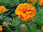 菊花 黄色的花