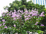 紫色花