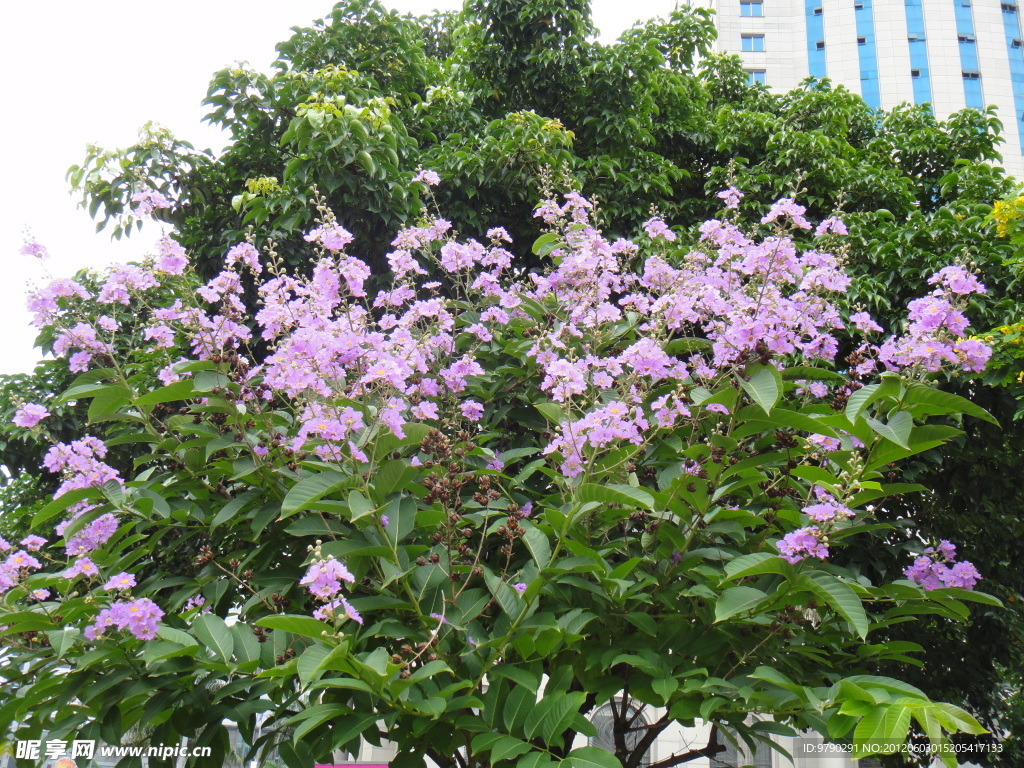 紫色花