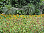 花海 菊花