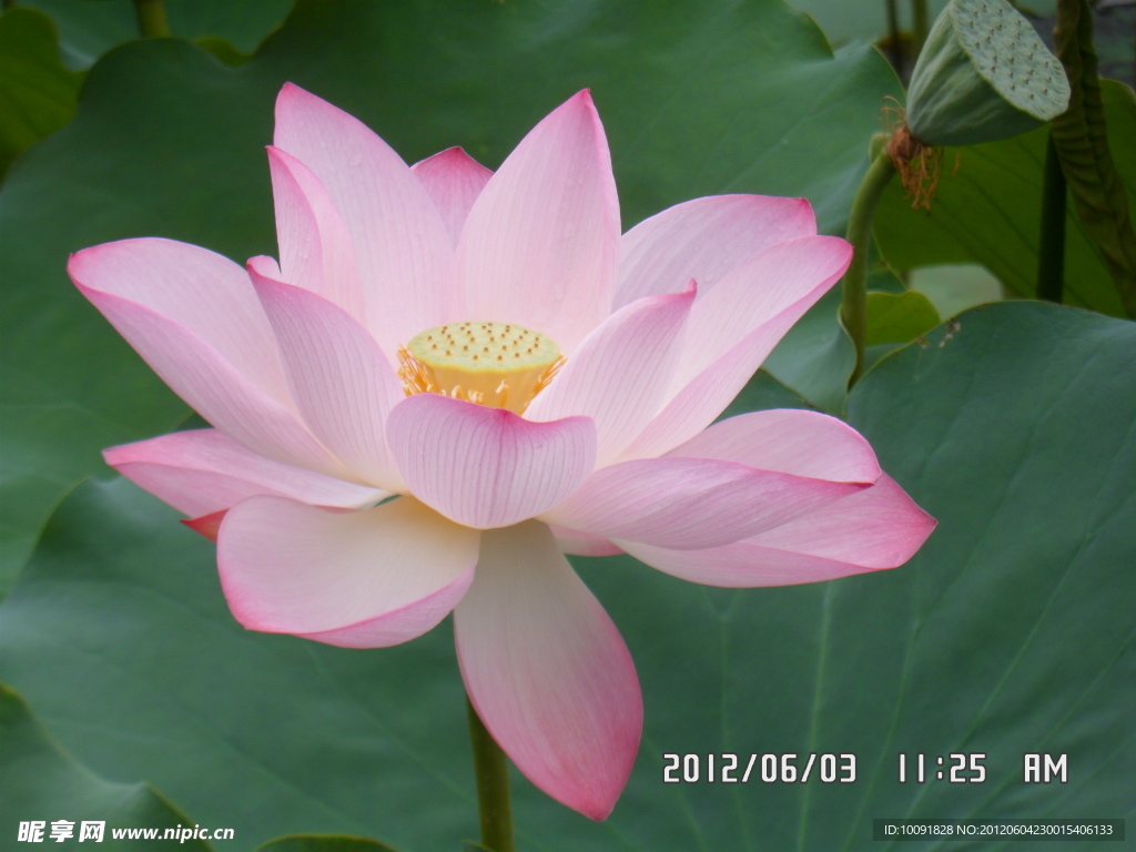 荷花