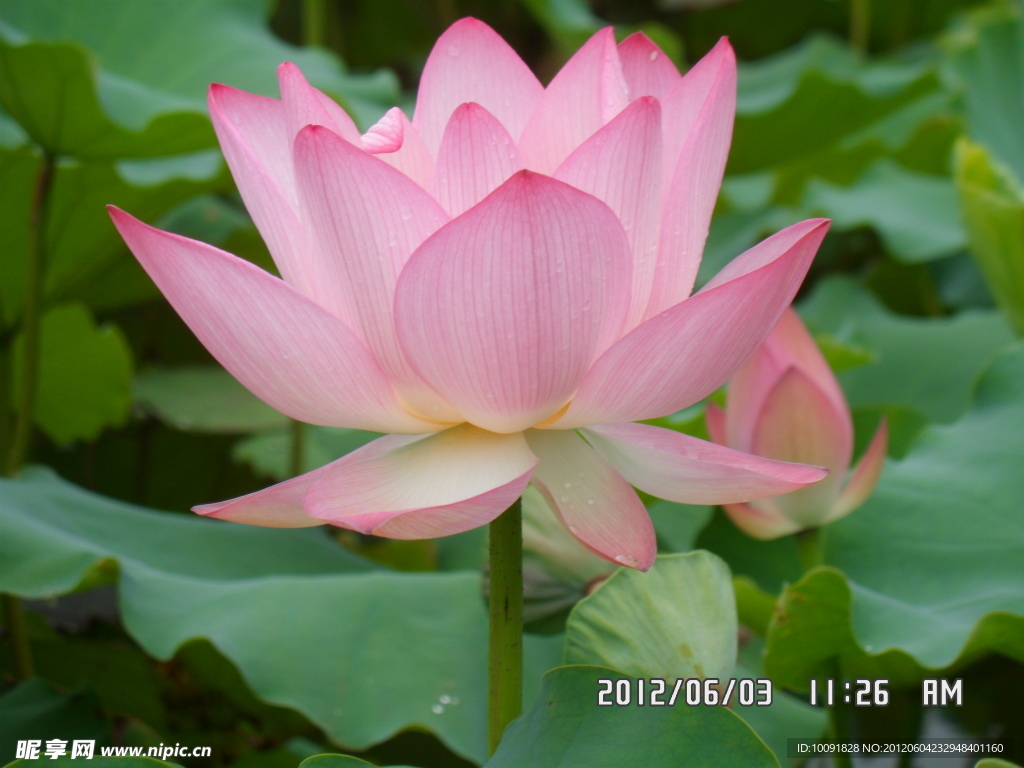 荷花