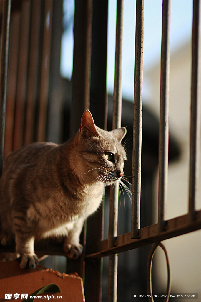 猫咪