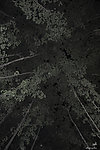 夜林