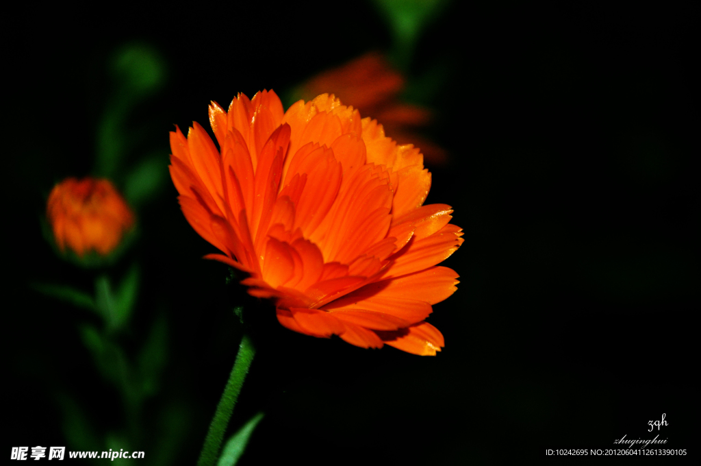 菊花