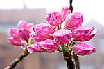 杜鹃花