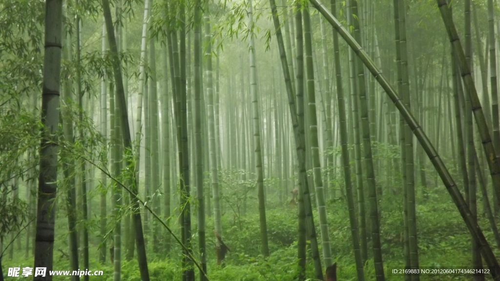 安吉竹海（非高清）