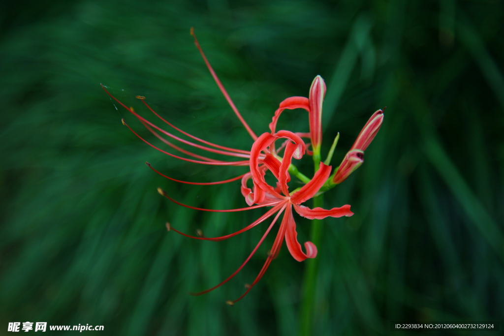 无名小花