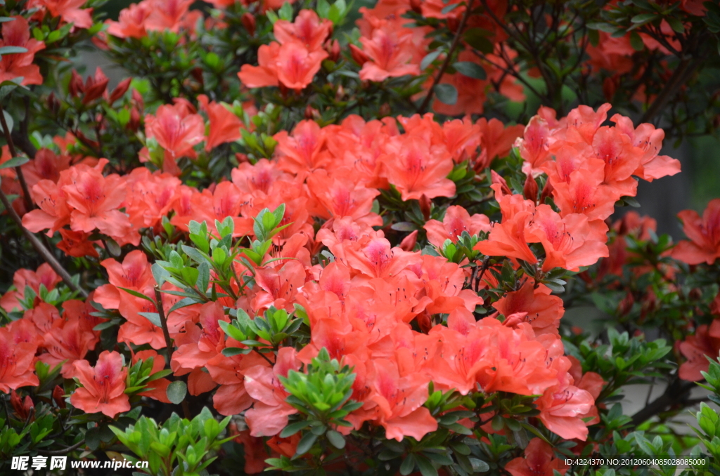 杜鹃花