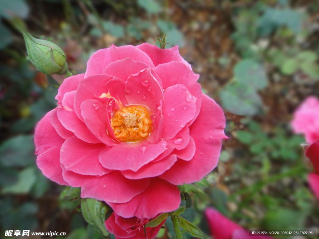 玫瑰花