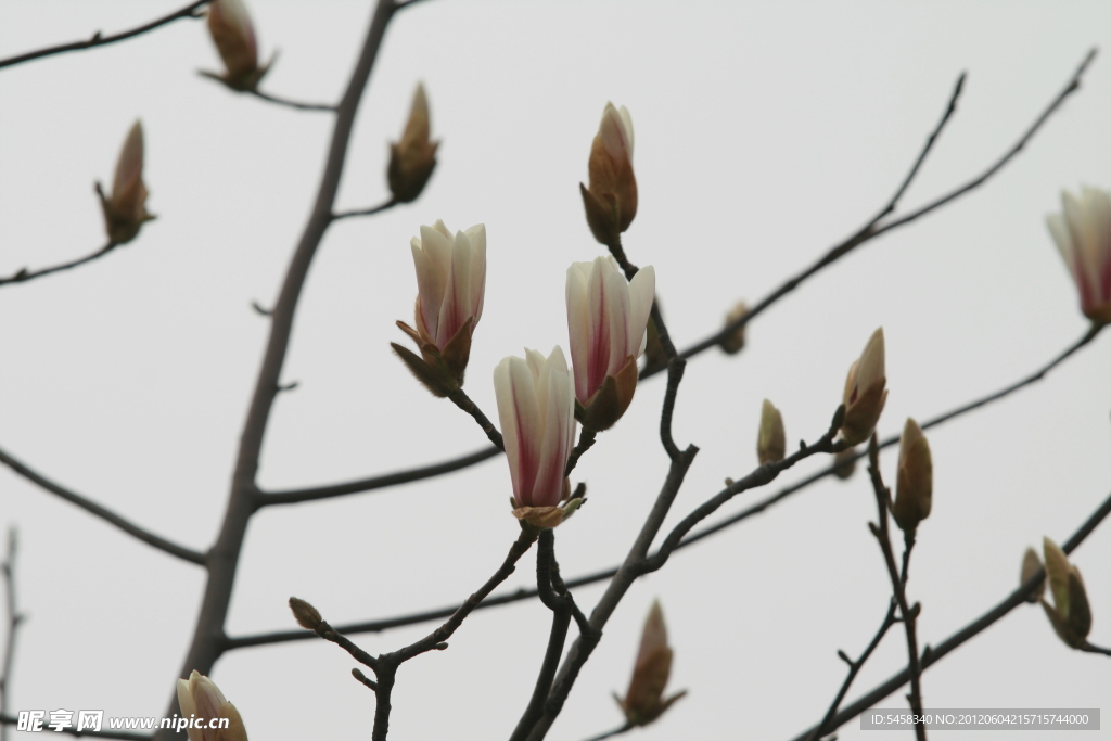 白玉兰花