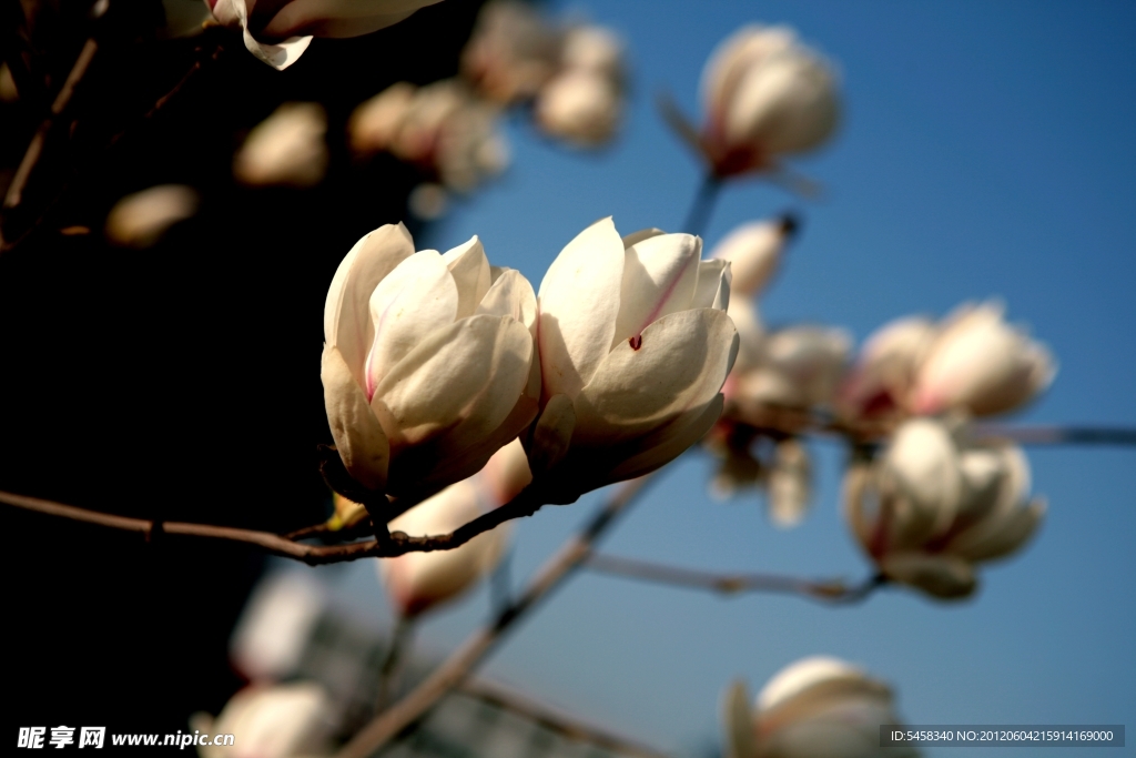 白玉兰花