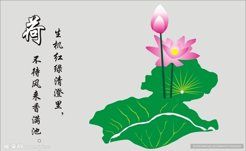 荷花