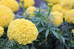 黄花菊花