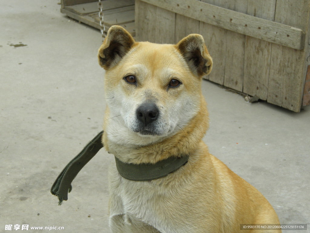 小狗