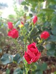 玫瑰花