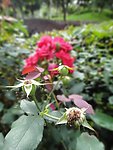 玫瑰花