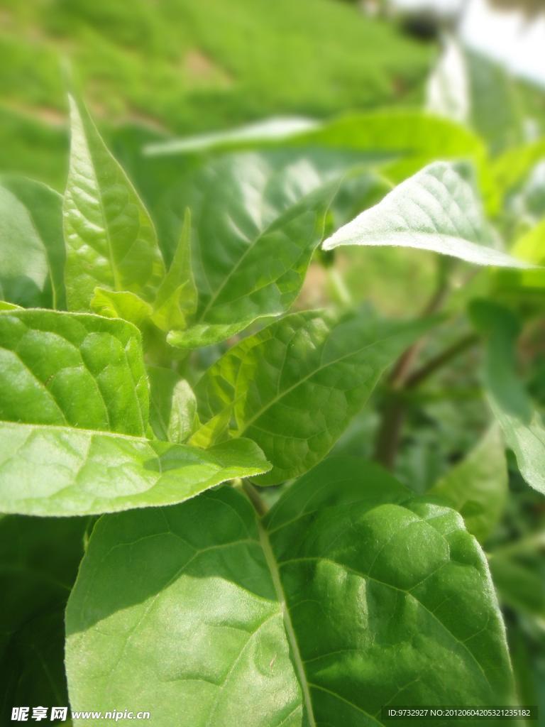 丁香花