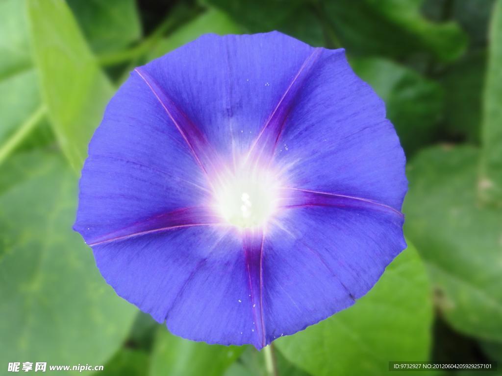 牵牛花