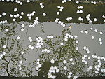 落花流水