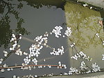 落花流水