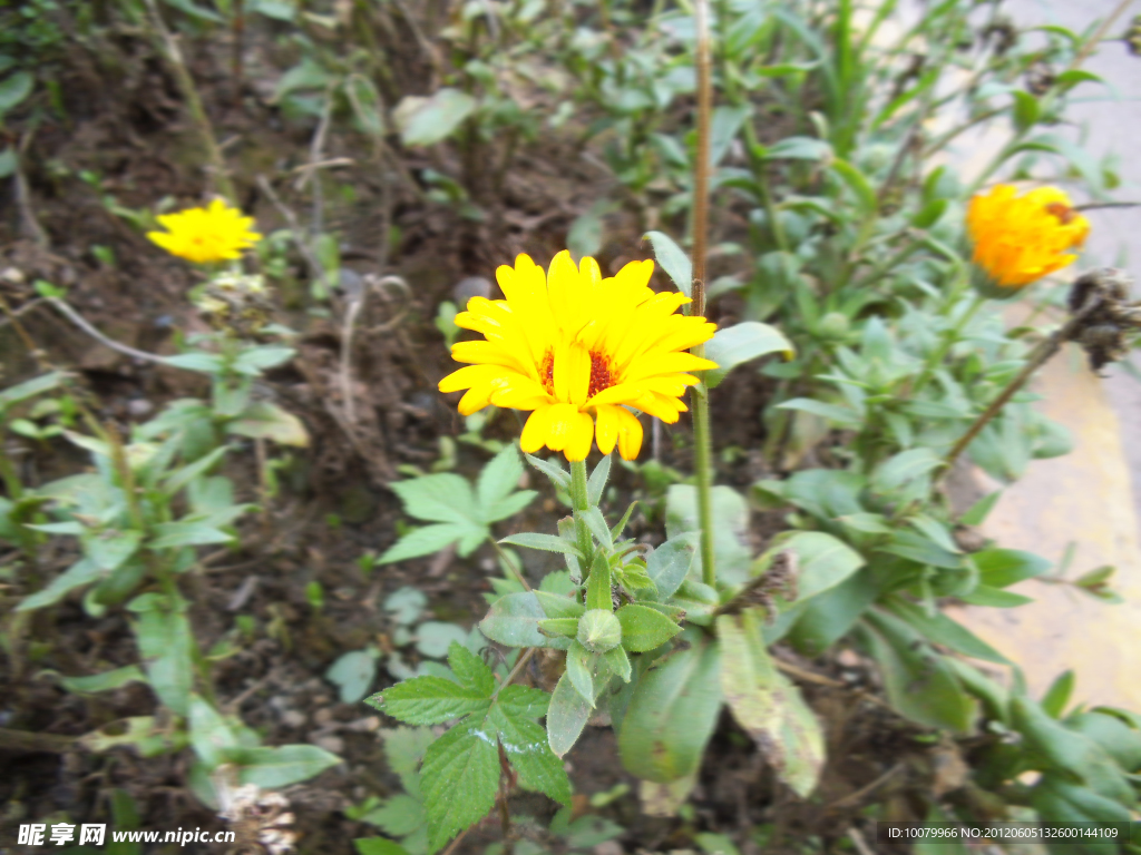 小黄花