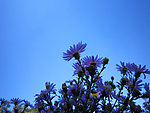 雏菊